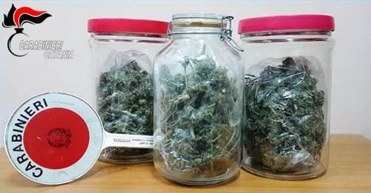 RANDAZZO: SEQUESTRATE DIVERSE PIANTAGIONI DI CANAPA INDIANA - 