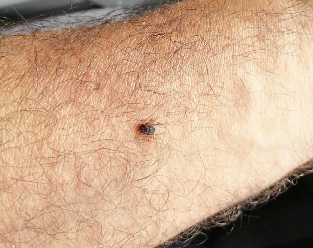 "CASO ZECCHE" SUL TERRITORIO DEL CONSORZIO DI BONIFICA DI CATANIA - 