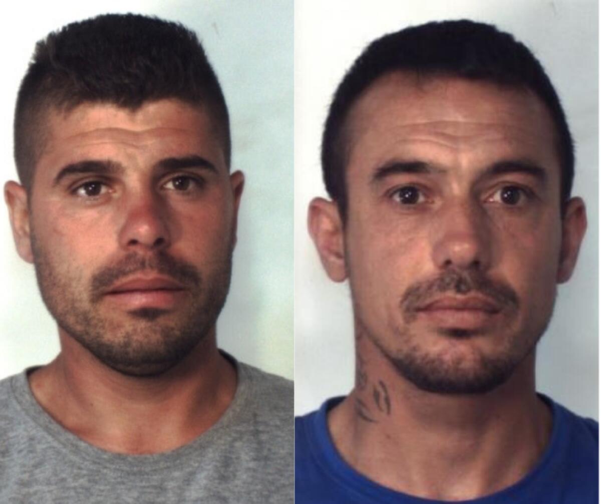 BELPASSO: AZIENDA AGRUMICOLA PRODUCEVA CANAPA INDIANA BLITZ DEI “LUPI”: TRE ARRESTATI. - 