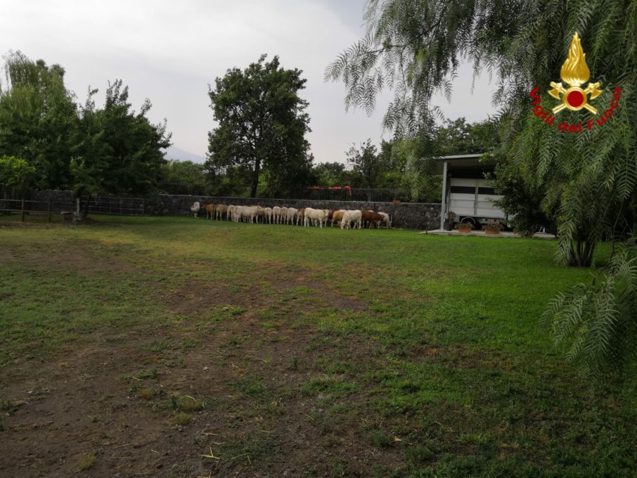 ACI CATENA, UN INCENDIO HA DISTRUTTO UN FIENILE SESSANTA BOVINI IN PERICOLO SALVATI DAI POMPIERI