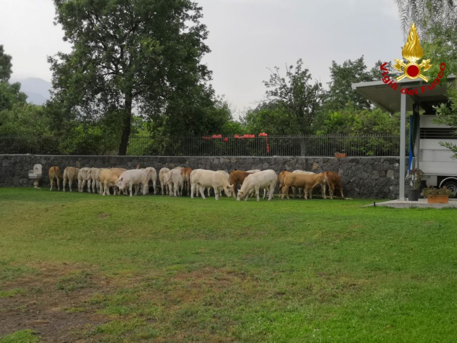 ACI CATENA, UN INCENDIO HA DISTRUTTO UN FIENILE SESSANTA BOVINI IN PERICOLO SALVATI DAI POMPIERI