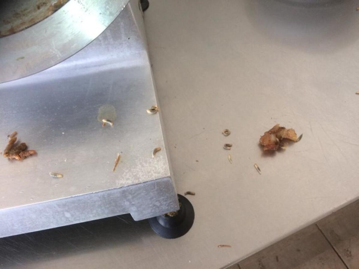 LARVE DI BLATTE NELLA MENSA DEI VIGILI DEL FUOCO, LA DENUNCIA DEL SINDACATO - 