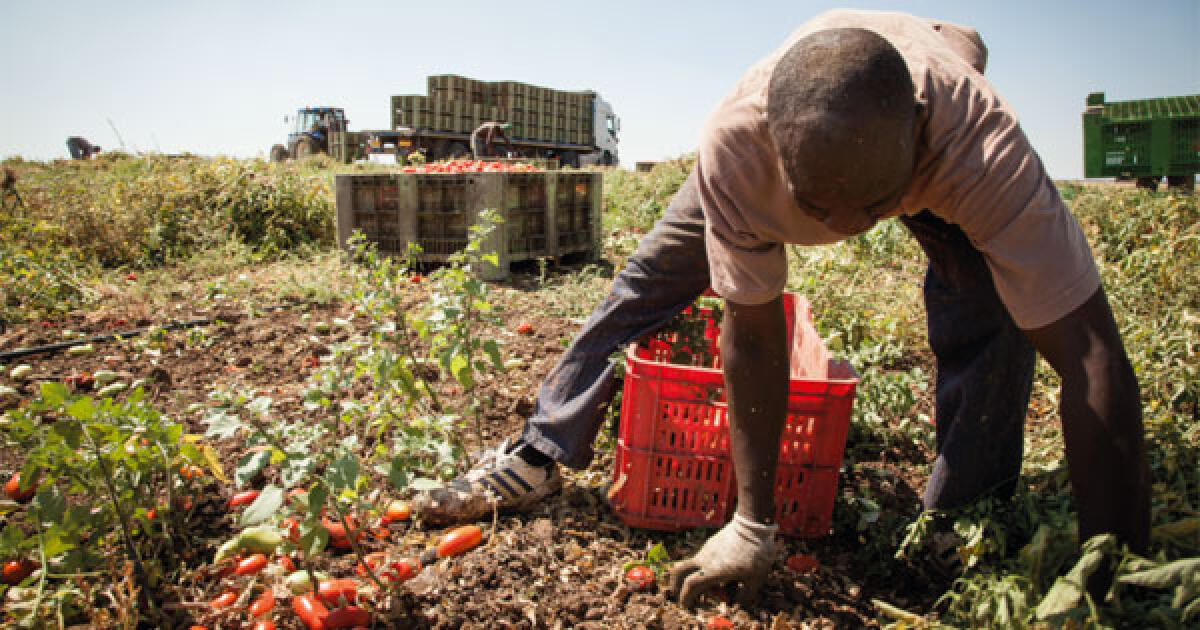 CONTRO IL CAPORALATO ANCHE LA VIDEOSORVEGLIANZA TARGATA REGIONE SICILIA, PATERNO' TRA I COMUNI BENEFICIARI - 