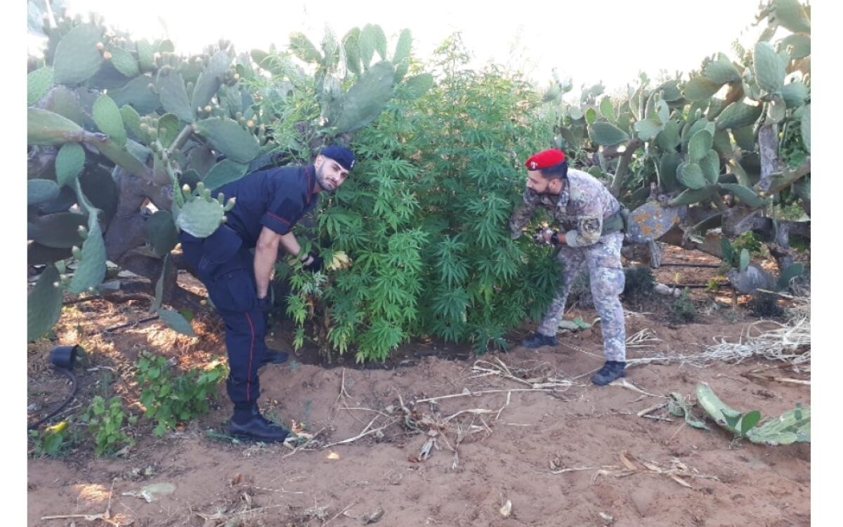 SAN MICHELE DI GANZARIA. 85ENNE “ARROTONDAVA” LA PENSIONE COLTIVANDO MARIJUANA - 