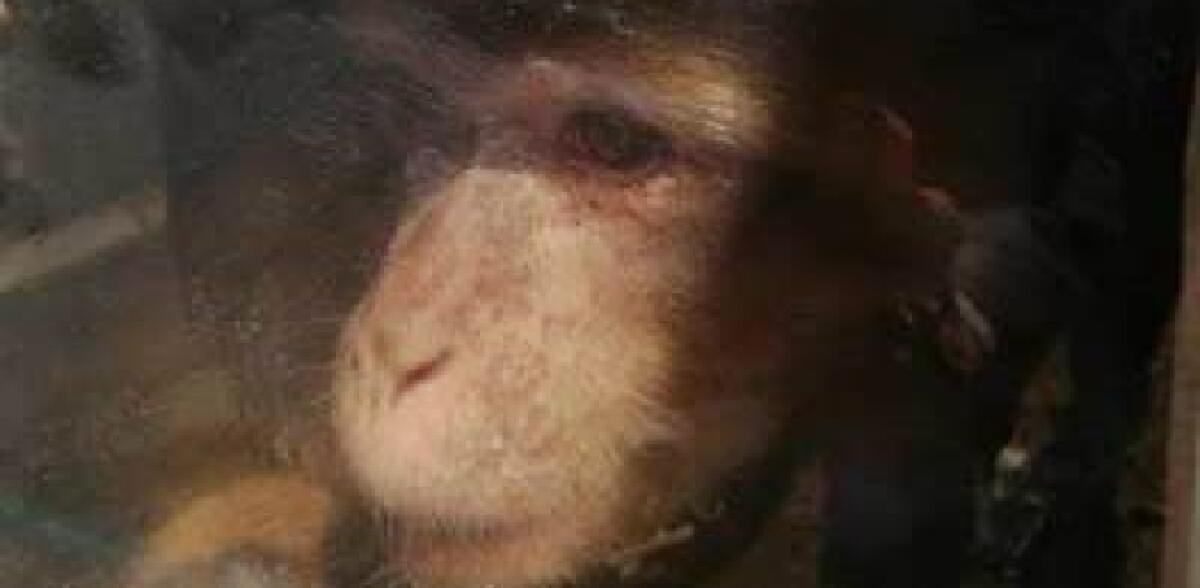 BELPASSO: LA SCIMMIA “CALOGERO” IRREGOLARMENTE DETENUTA, TRASFERITA IN UN CENTRO DI RECUPERO - 