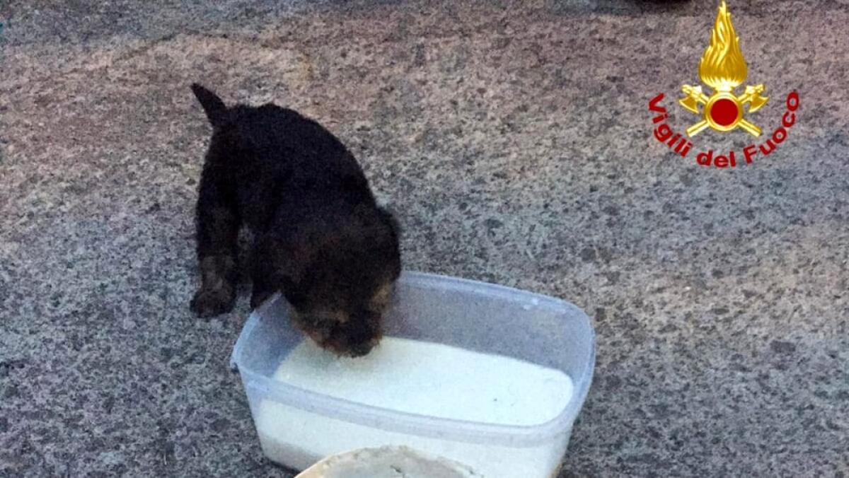 CUCCIOLO DI CANE SALVATO DAI VIGILI DEL FUOCO A CATANIA. - 