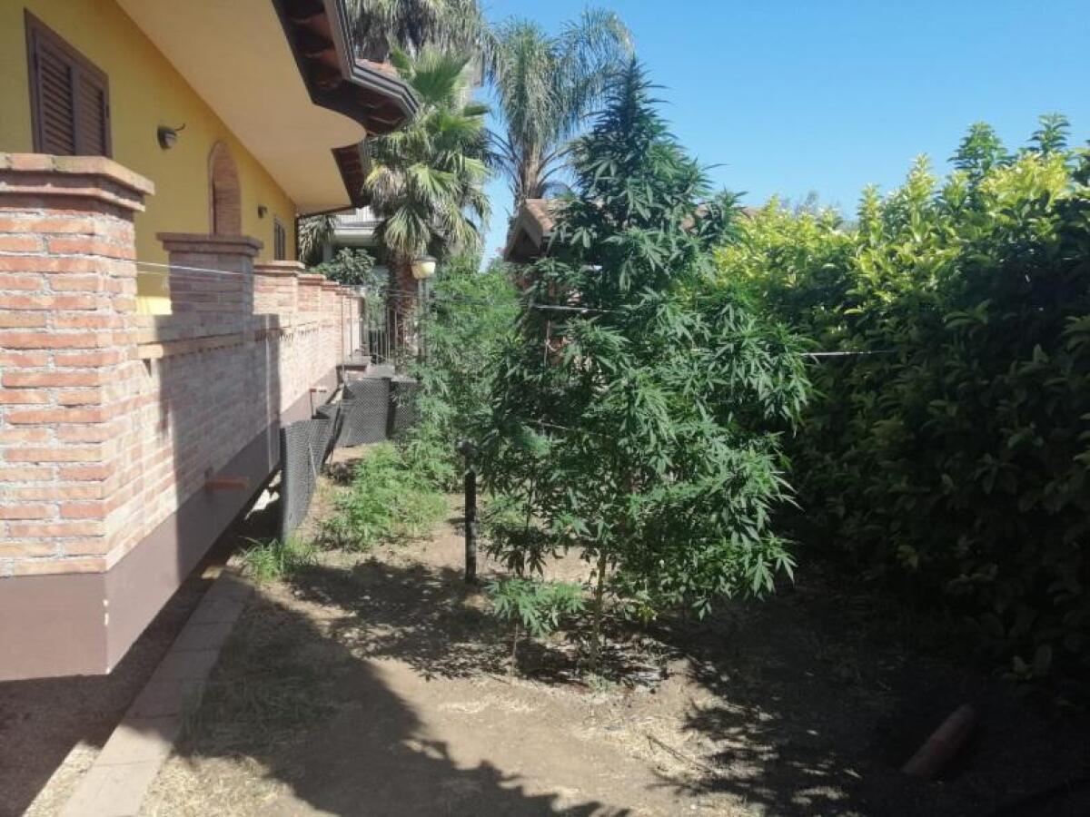 BELPASSO: COLTIVAVA MARIJUANA NEL GIARDINO DI CASA, ARRESTATO - 