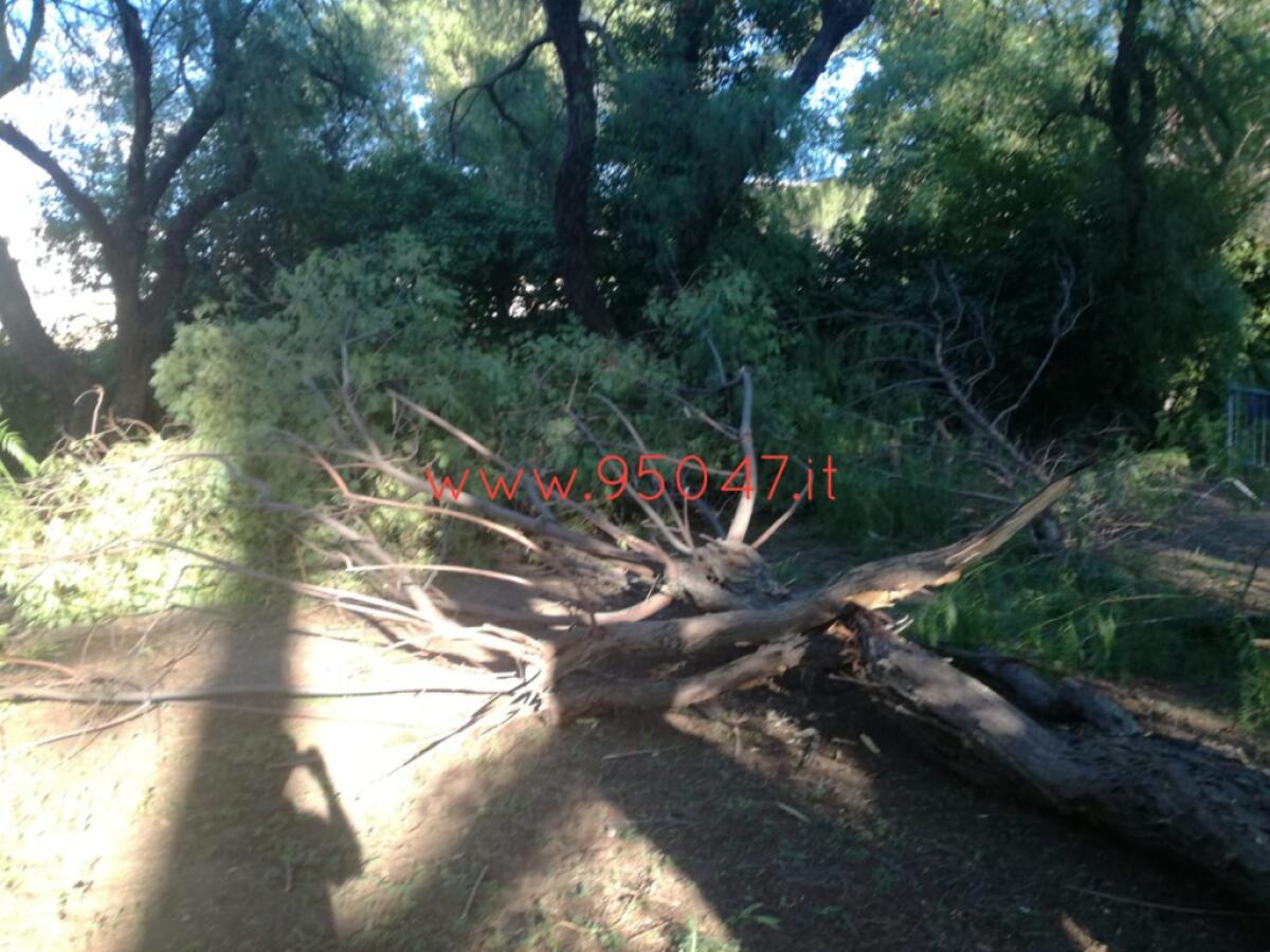 PATERNÒ: CADE UN GROSSO RAMO DI UN ALBERO ALLA VILLA - 
