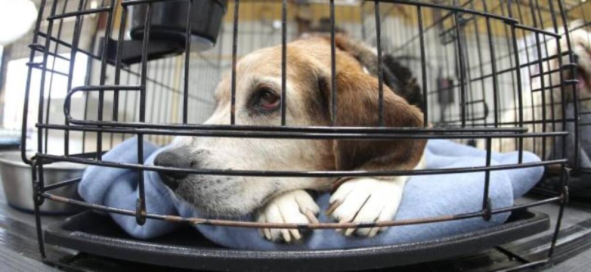 PALERMO: LASCIANO CANI IN AUTO SOTTO IL SOLE, DENUNCIATI - 