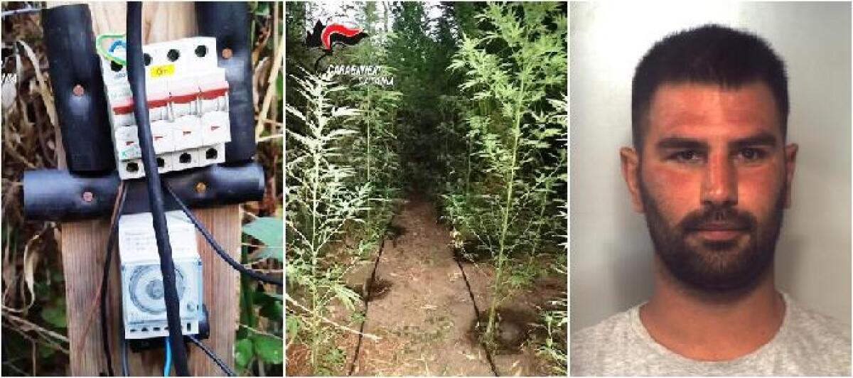 CATANIA. UNIVA L’UTILE AL DILETTEVOLE COLTIVANDO CANAPA INDIANA AL MARE - 