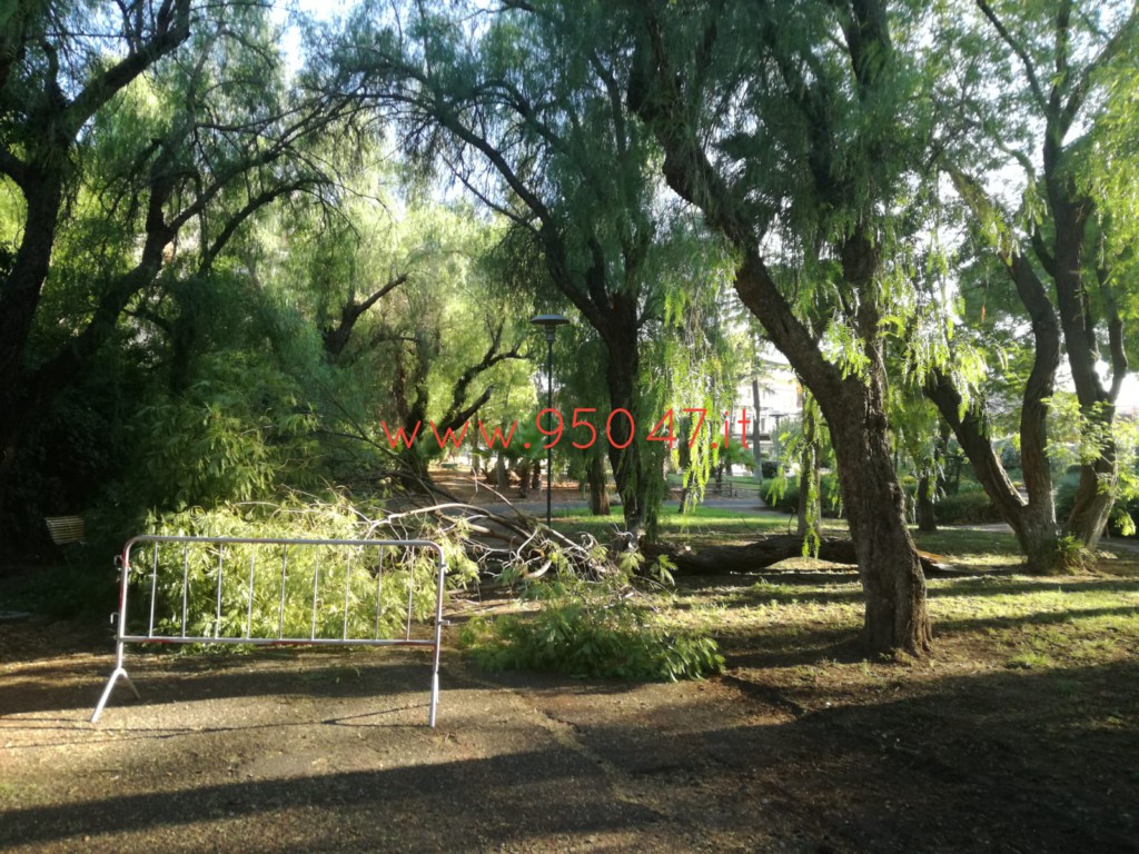 PATERNÒ: CADE UN GROSSO RAMO DI UN ALBERO ALLA VILLA