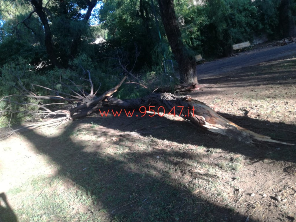 PATERNÒ: CADE UN GROSSO RAMO DI UN ALBERO ALLA VILLA