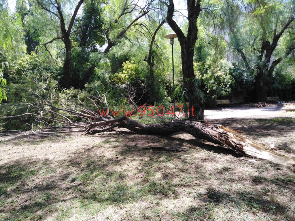 PATERNÒ: CADE UN GROSSO RAMO DI UN ALBERO ALLA VILLA
