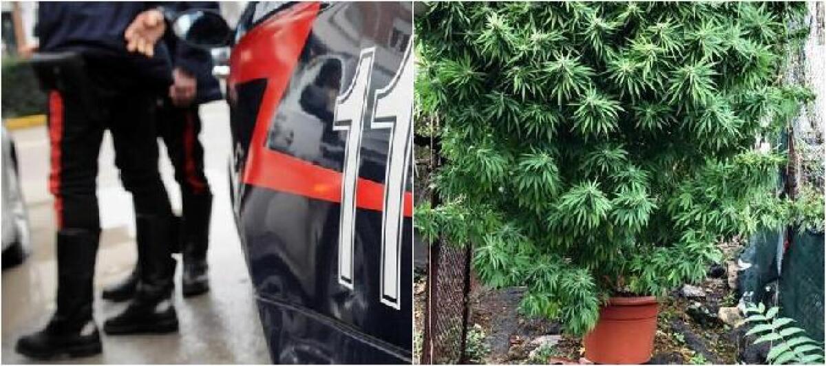 SANT’AGATA LI BATTIATI, COLTIVAVA MARIJUANA NEL GIRADINO DI CASA - 