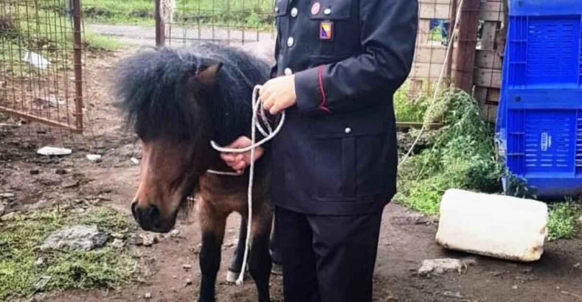 ACI SANT’ANTONIO: PONY SALVATO DALLA MACELLAZIONE CLANDESTINA, TRE LE PERSONE DENUNCIATE - 