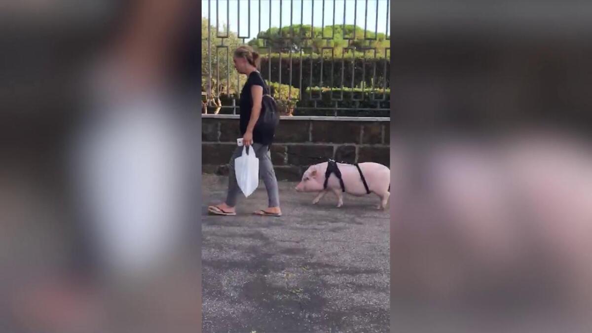 IL MAIALINO AL GUINZAGLIO PER LE STRADE DI ROMA - 