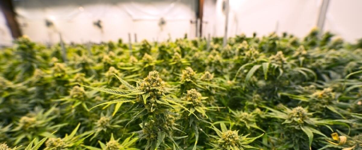 BELPASSO: SCOPERTA MAXI PIANTAGIONE DI CANNABIS, AVREBBE FRUTTATO OLTRE 300MILA EURO - 