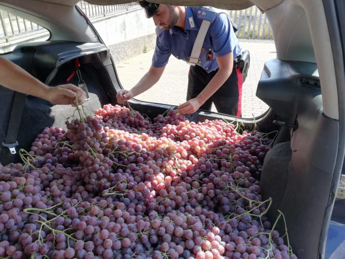 LICODIA EUBEA: TRASPORTAVANO MEZZO QUINTALE DI UVA RUBATA, ARRESTATI DUE CATANESI - 
