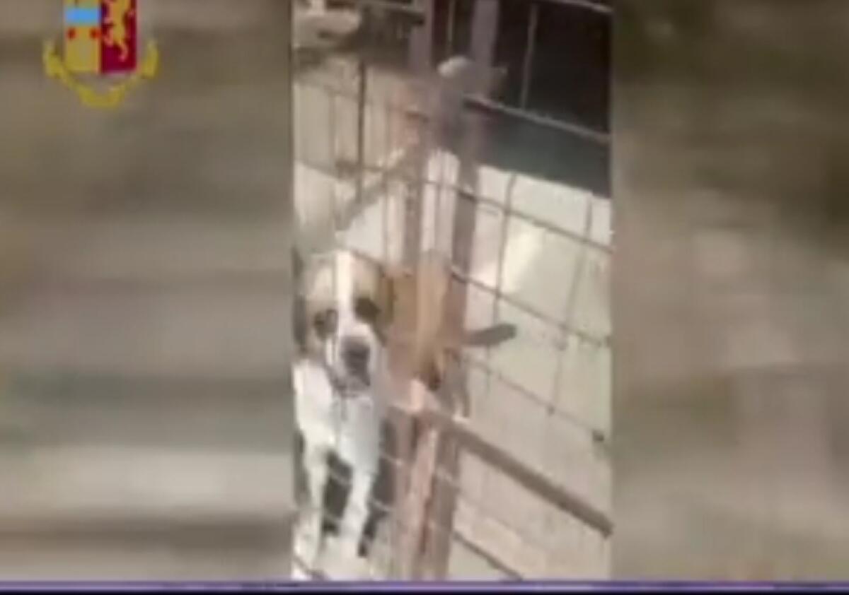 CATANIA, RIFUGIO PER ANIMALI SEQUESTRATO, DUE INDAGATI - 