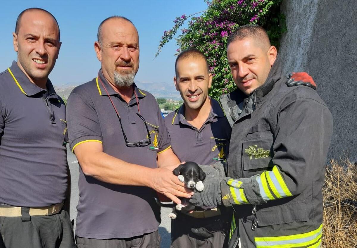 PATERNO': CUCCIOLO DI CANE CADE IN UN TOMBINO, SALVATO DAI VIGILI DEL FUOCO - 