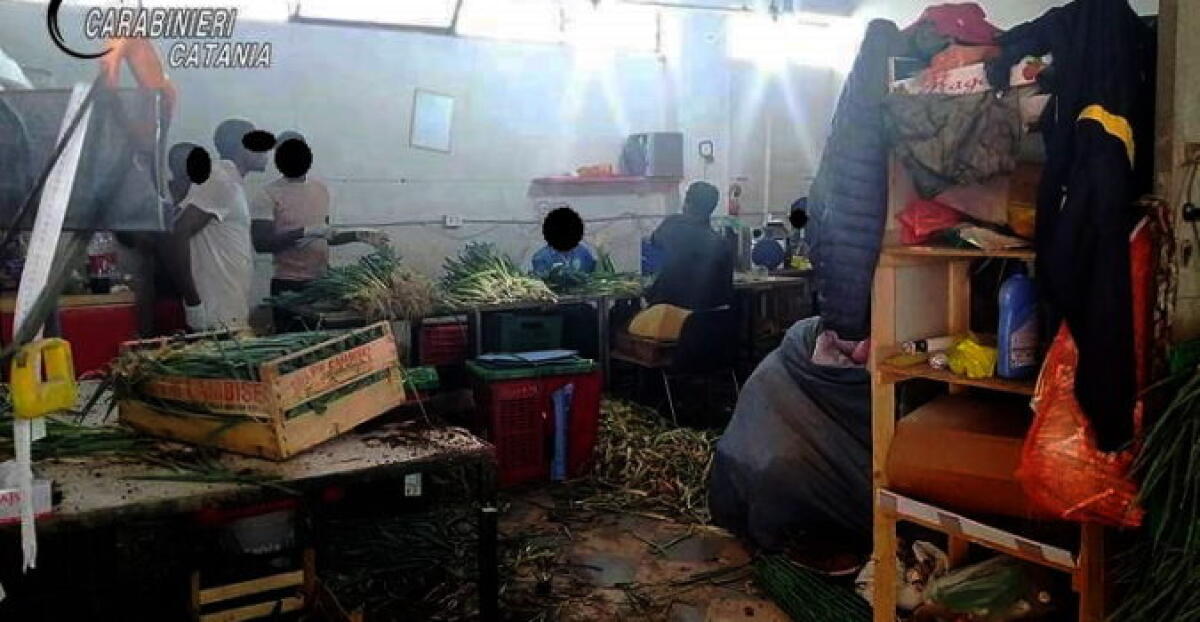 MISTERBIANCO: CHIUSO UN LABORATORIO ABUSIVO DI PRODUZIONE ORTOFRUTTICOLA - 