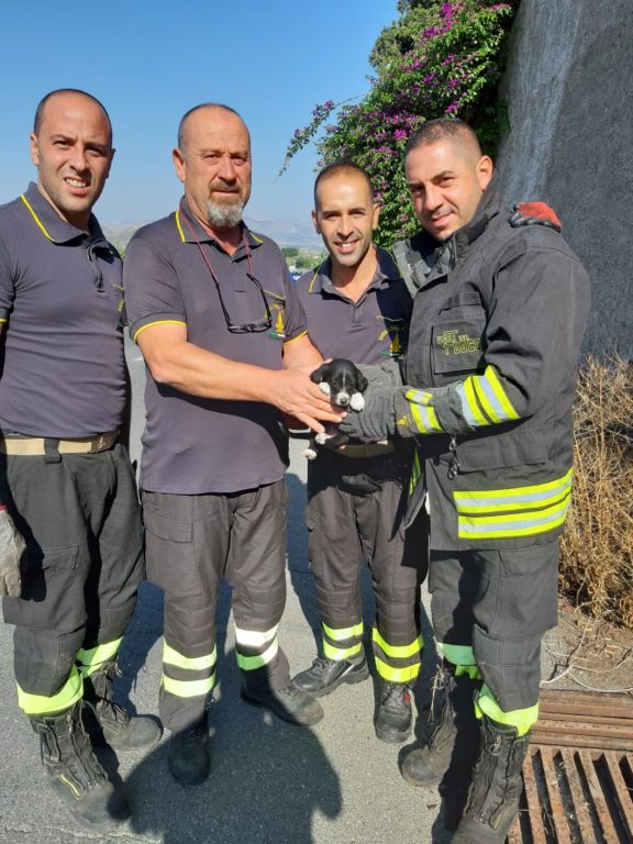 PATERNO': CUCCIOLO DI CANE CADE IN UN TOMBINO, SALVATO DAI VIGILI DEL FUOCO