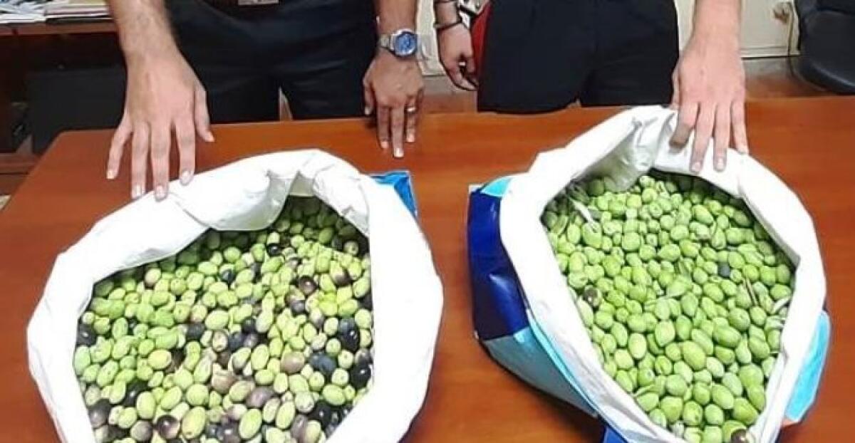 MOTTA SANT’ANASTASIA: ARRESTATO DOPO AVER  RUBATO 50 KG DI OLIVE - 