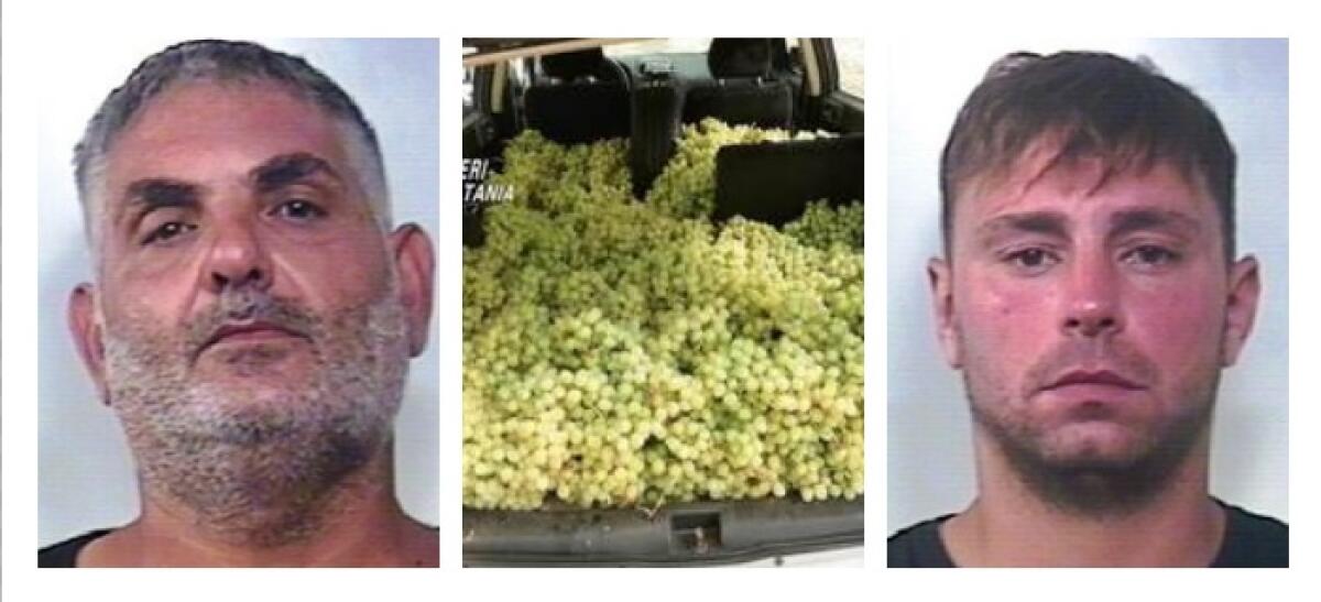 RUBAVANO L'UVA AI PRODUTTORI PER RIVENDERLA IN STRADA,  ARRESTATI DUE CATANESI - 