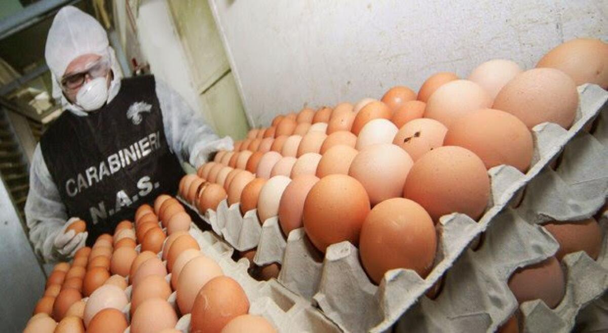BLITZ DEI NAS IN MEZZA ITALIA, 32MILA UOVA PERICOLOSE, MIGLIAIA DI GALLINE E MANGIMI IRREGOLARI - 