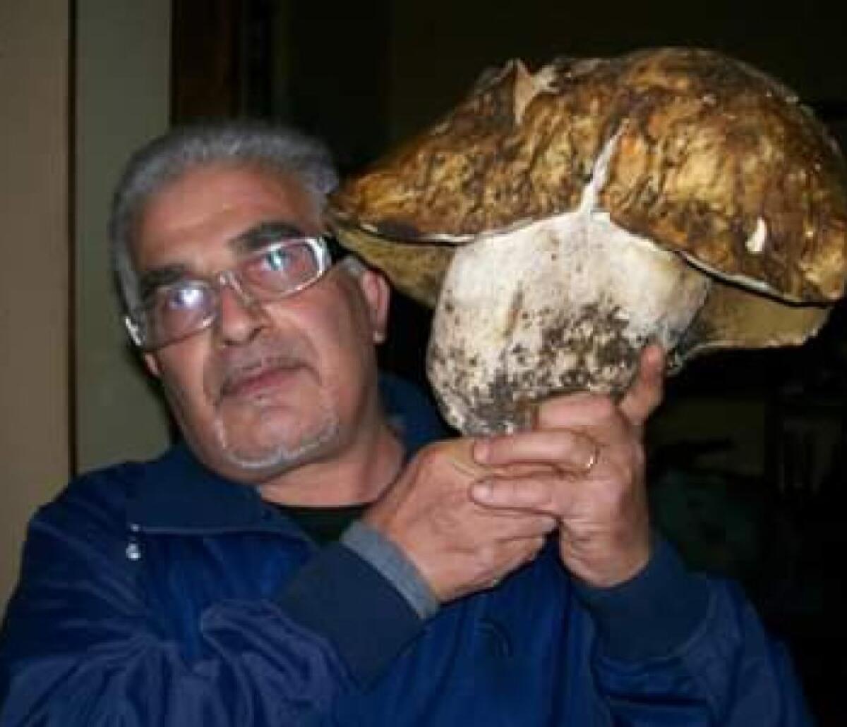 TROVA PORCINI GIGANTI: UNA COPPIA DA 3 CHILI TROVATI A PEDARA - 