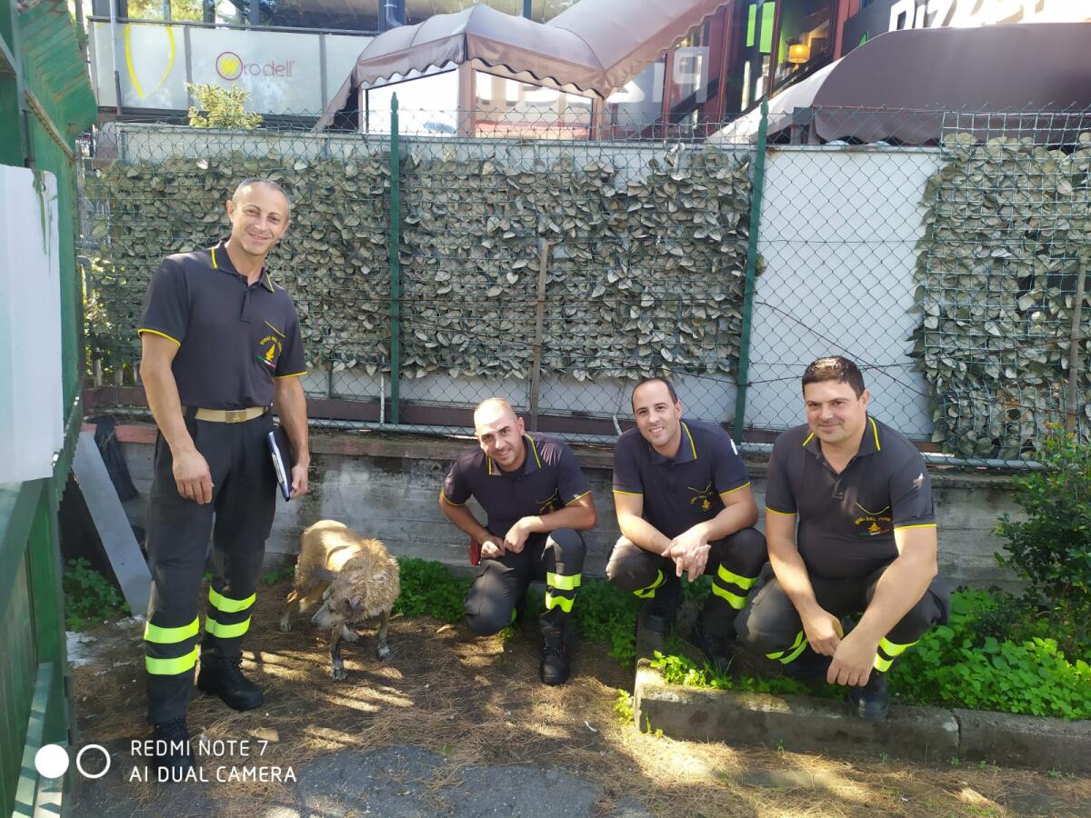 NICOLOSI: CANE CADE IN UNA FOGNA PROFONDA, SALVATO DAI VIGILI DEL FUOCO DI PATERNO' - 