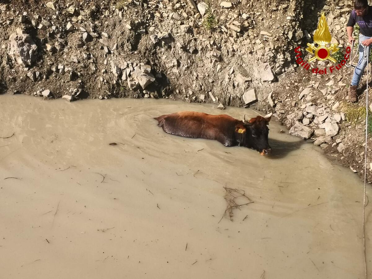 RANDAZZO, MUCCA RISCHIA DI AFFOGARE IN UN LAGHETTO. SALVATA DAI VIGILI DEL FUOCO - 