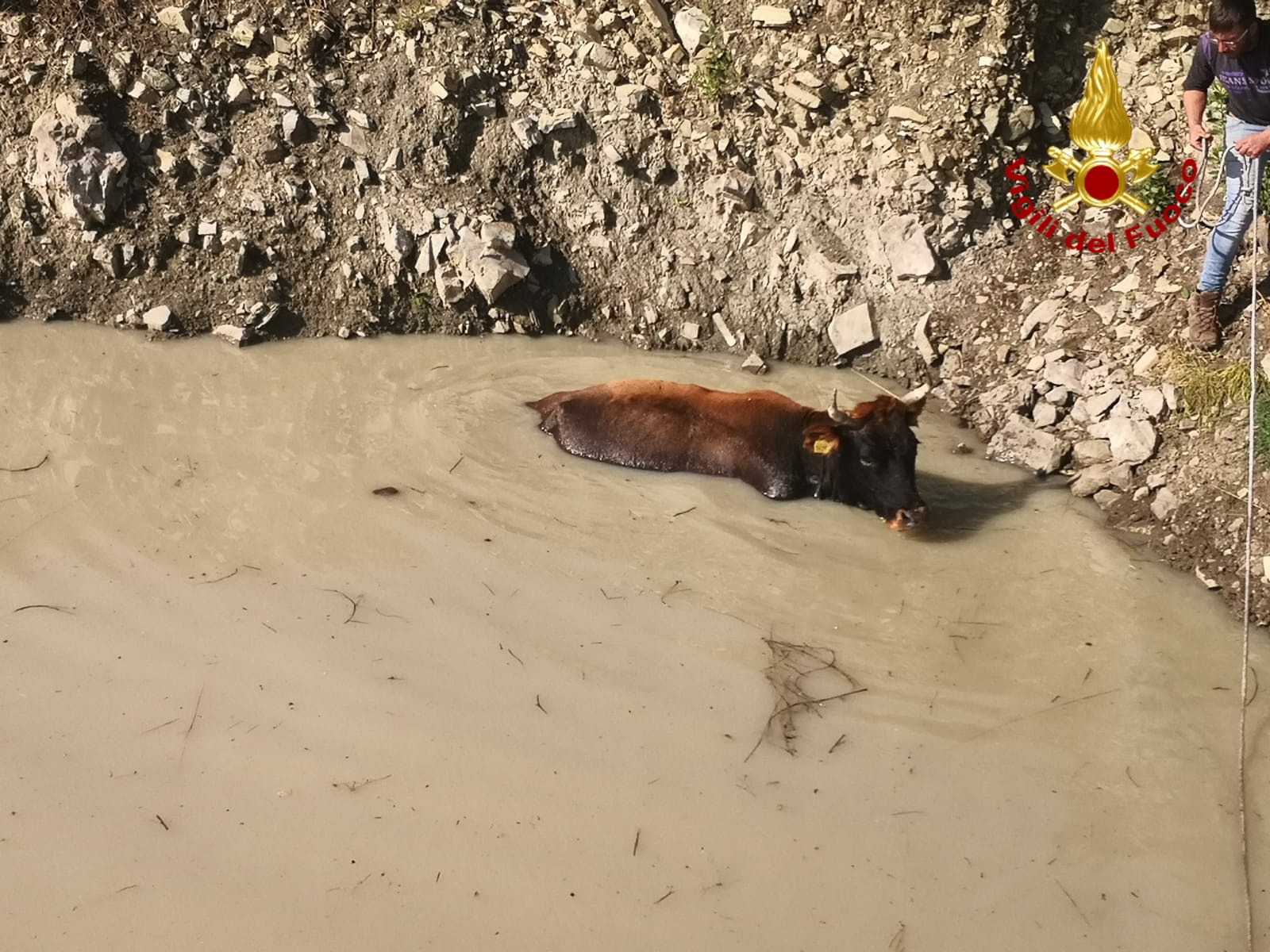 RANDAZZO, MUCCA RISCHIA DI AFFOGARE IN UN LAGHETTO. SALVATA DAI VIGILI DEL FUOCO