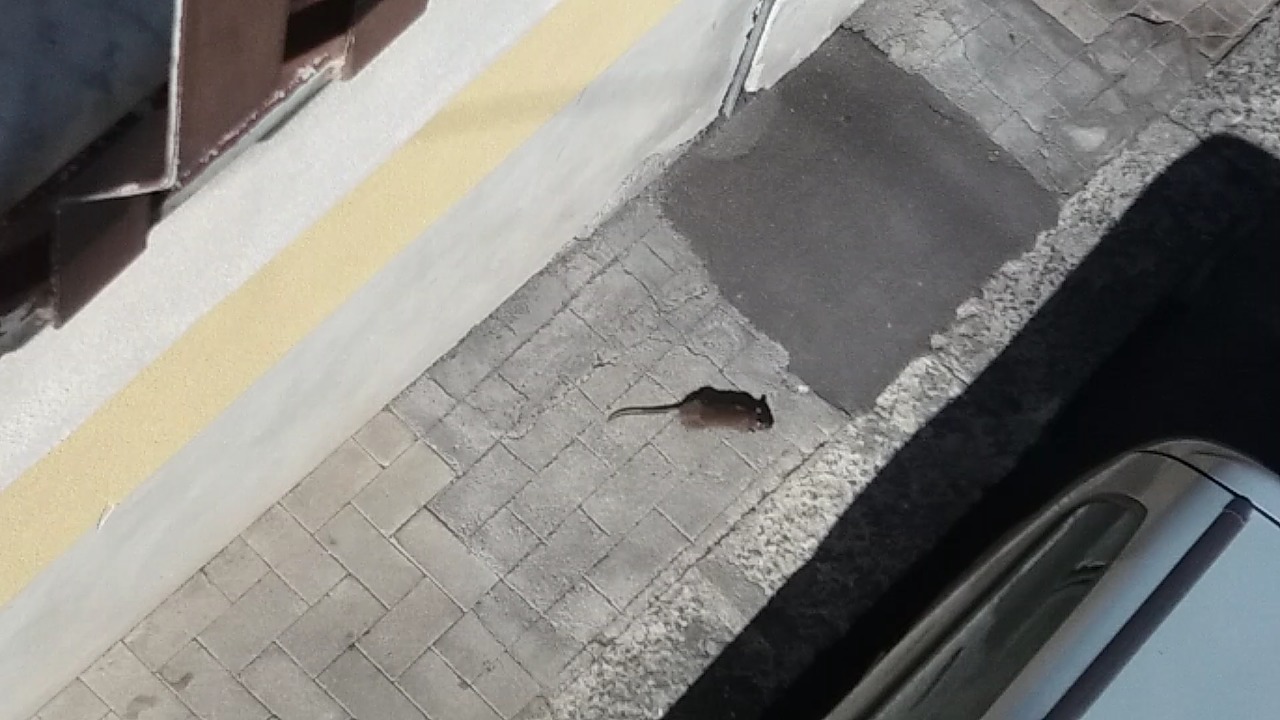 PATERNO': TOPI "IN LIBERA USCITA" A PASSEGGIO, LA SEGNALAZIONE DI UN NOSTRO LETTORE