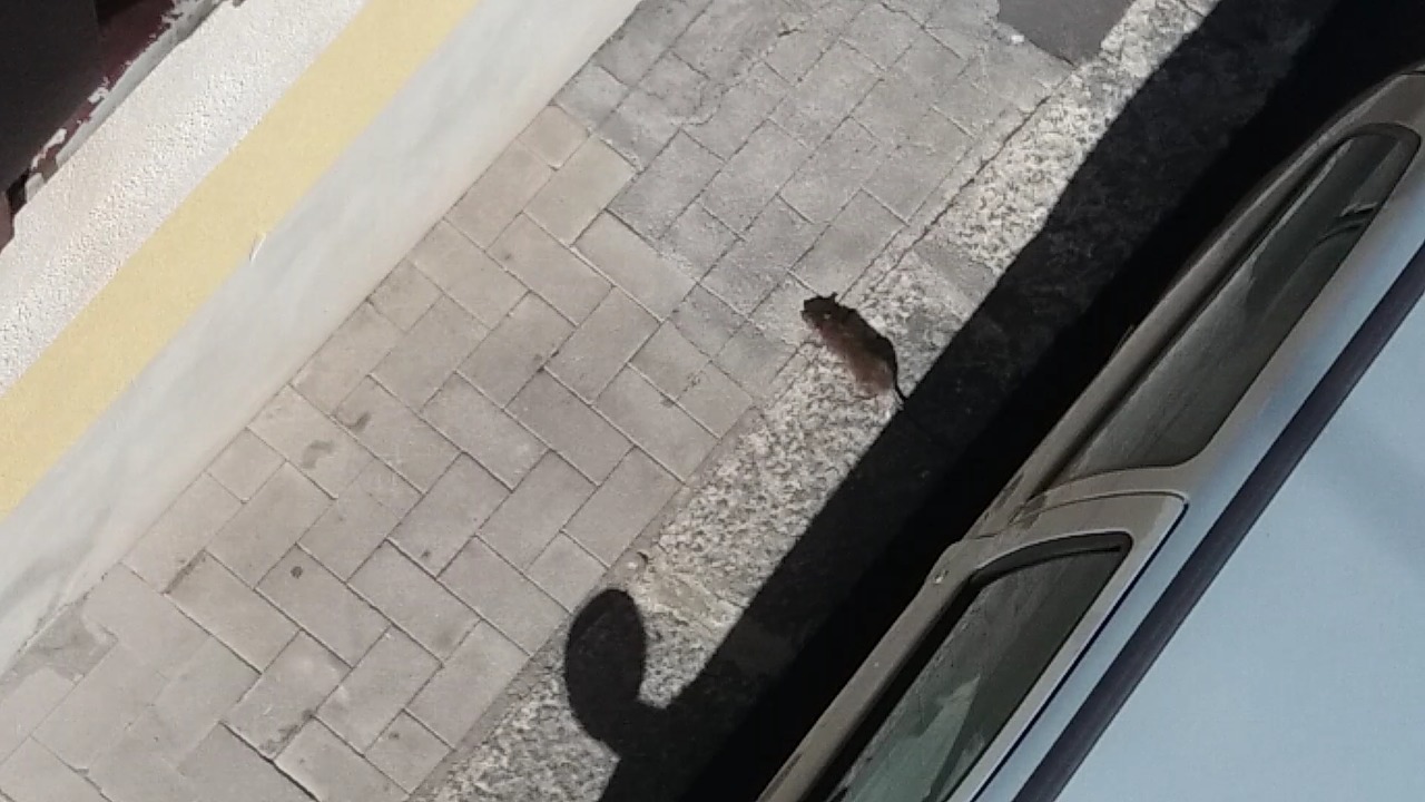 PATERNO': TOPI "IN LIBERA USCITA" A PASSEGGIO, LA SEGNALAZIONE DI UN NOSTRO LETTORE