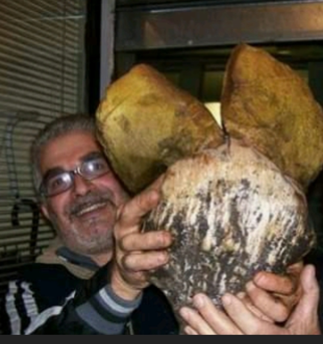 TROVA PORCINI GIGANTI: UNA COPPIA DA 3 CHILI TROVATI A PEDARA