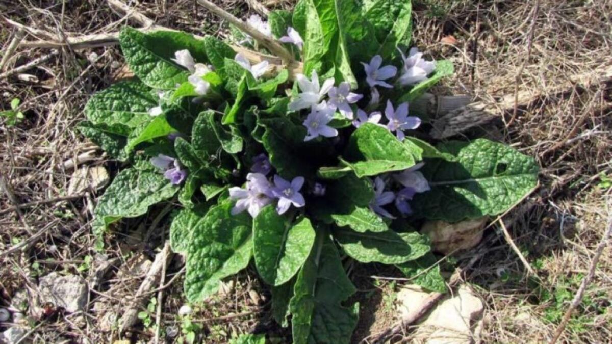 MANGIA MANDRAGORA ED ENTRA IN COMA: 60ENNE SALVATO A CANICATTÌ - 