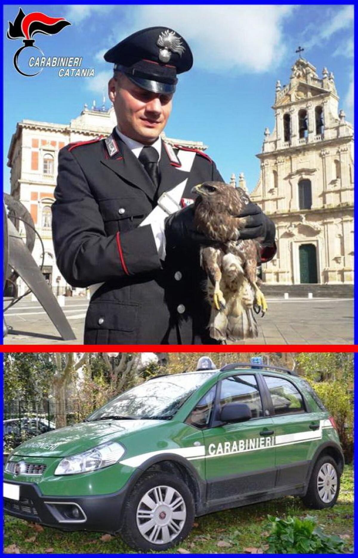 GRAMMICHELE, GRAZIE ALLA SEGNALAZIONE DI UN CITTADINO I CARABINIERI SALVANO UN ESEMPLARE DI POIANA - 