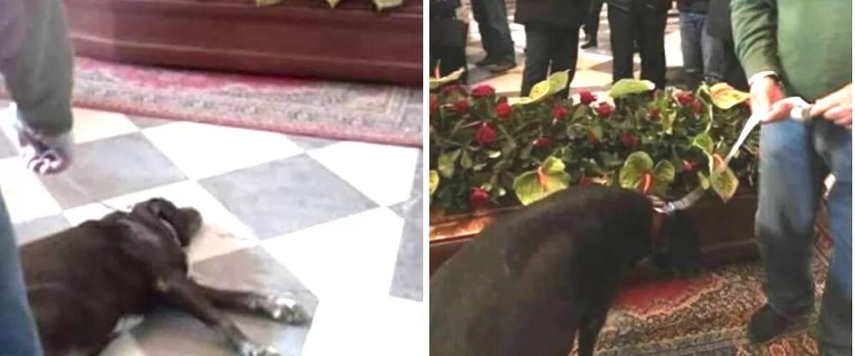 MESSINA: IL PROPRIETARIO MUORE, MA IL SUO CANE NERONE NON VUOLE ABBANDONARLO E SEGUE LA BARA DENTRO LA CHIESA - 