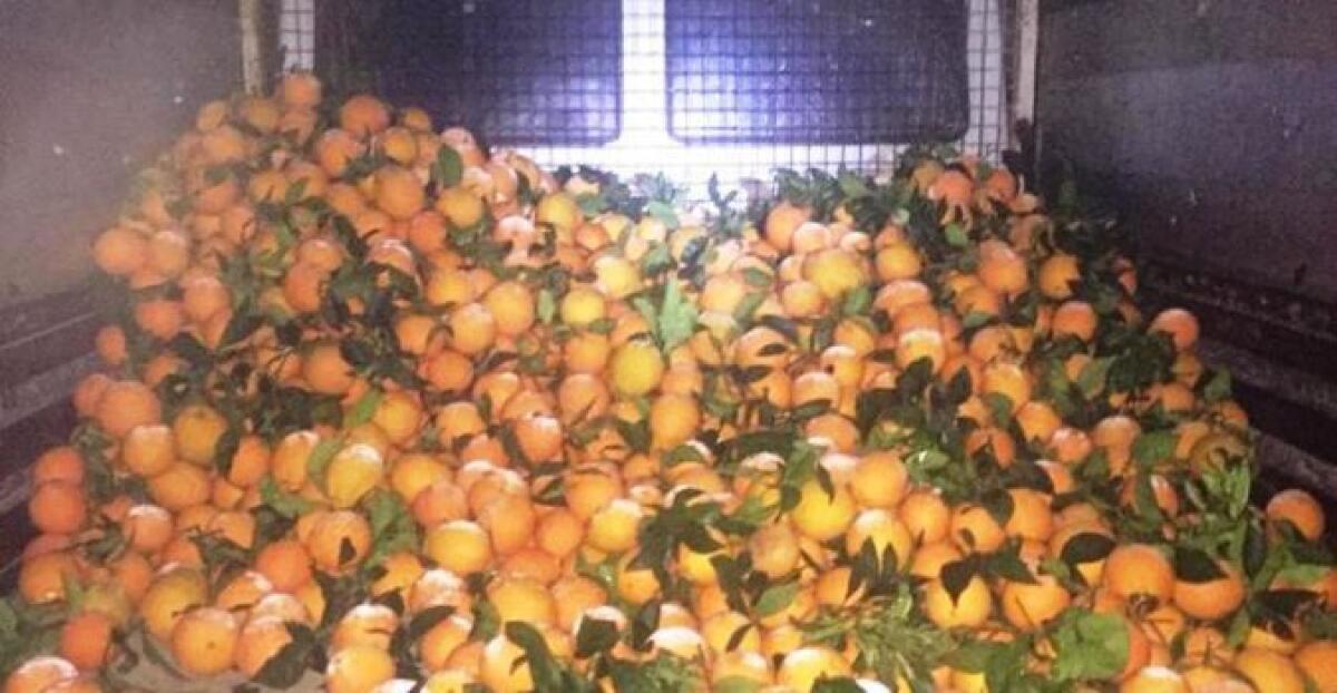 RAMACCA, SVENTATO GROSSO FURTO DI AGRUMI: RECUPERATA UNA TONNELLATA DI ARANCE - 