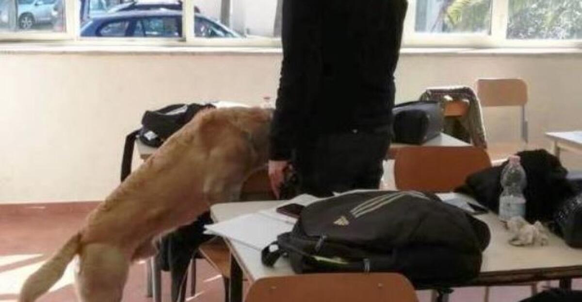 CATANIA, CONTROLLI ANTIDROGA NELLE SCUOLE: IVAN SCOVA LA MARIJUANA NELLO ZAINO DI UNO STUDENTE - 