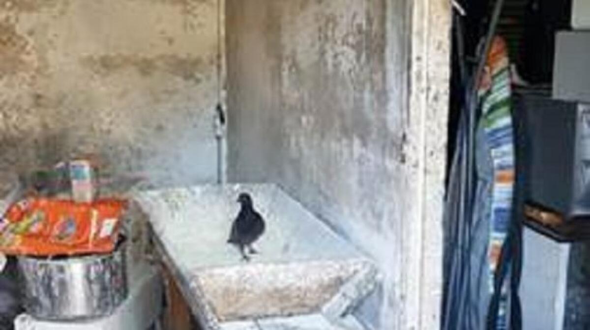 CATANIA: PANIFICIO ABUSIVO CON ANIMALI E SPORCIZIA E TITOLARE PRENDEVA LA DISOCCUPAZIONE, 15 INDAGATI - 