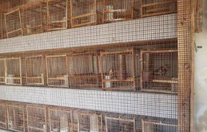 CATANIA, ANIMALI MALTRATTATI ALL’OASI DEL SIMETO: 11 DENUNCE