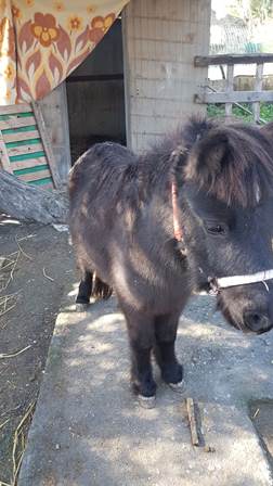 CATANIA, ANIMALI MALTRATTATI ALL’OASI DEL SIMETO: 11 DENUNCE