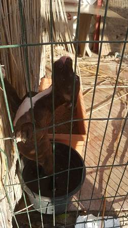 CATANIA, ANIMALI MALTRATTATI ALL’OASI DEL SIMETO: 11 DENUNCE