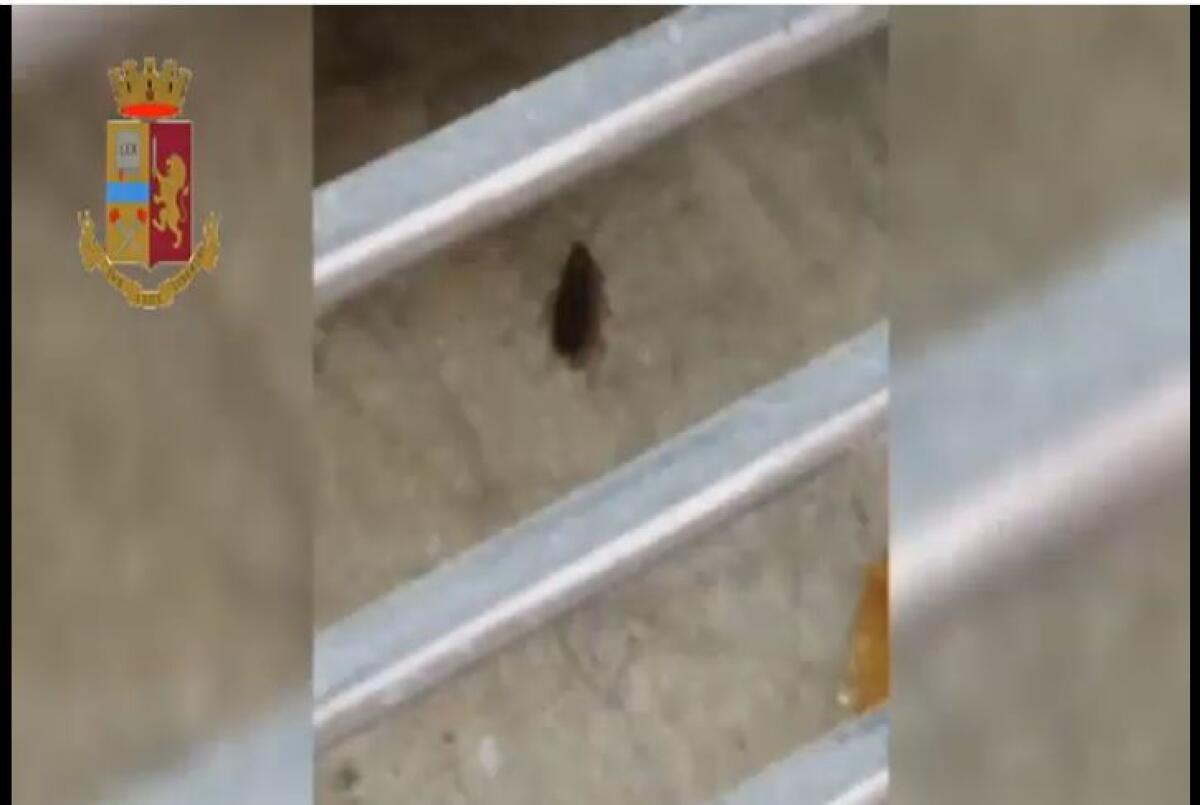 CATANIA: BLATTE NEI FORNI E NEI VASSOI POLIZIA CHIUDE UN BAR - 