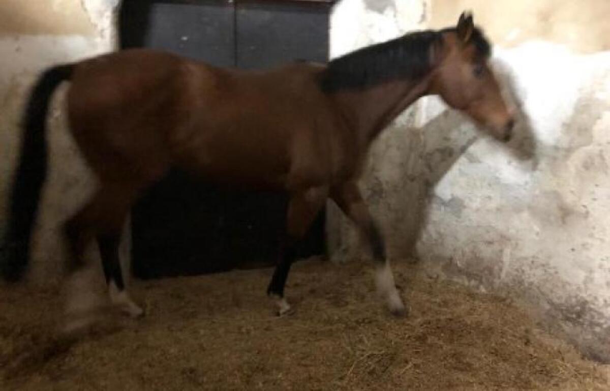 CORSE CLANDESTINE, DENUNCIATI 3 SOGGETTI PER MALTRATTAMENTI ANIMALI - 