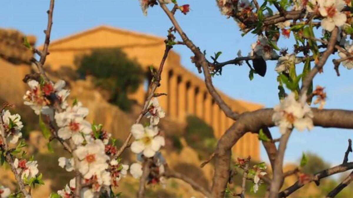 MANDORLI IN SICILIA, MIMOSE GIÀ FIORITE IN LIGURIA,  PRIMAVERA IN ANTICIPO - 