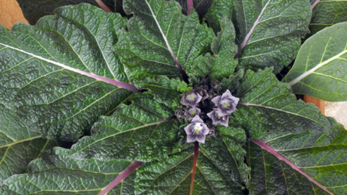 PALERMO: COMPRANO MANDRAGORA ANZICHÈ BORRAGINE DAGLI AMBULANTI, MADRE E FIGLIA IN RIANIMAZIONE - 