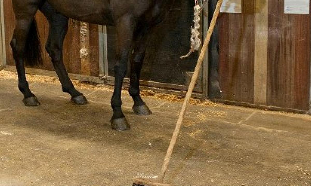 PALERMO: COLPITO DA CAVALLA DURANTE PARTO, LUI MUORE GRAVE IL FIGLIO - 